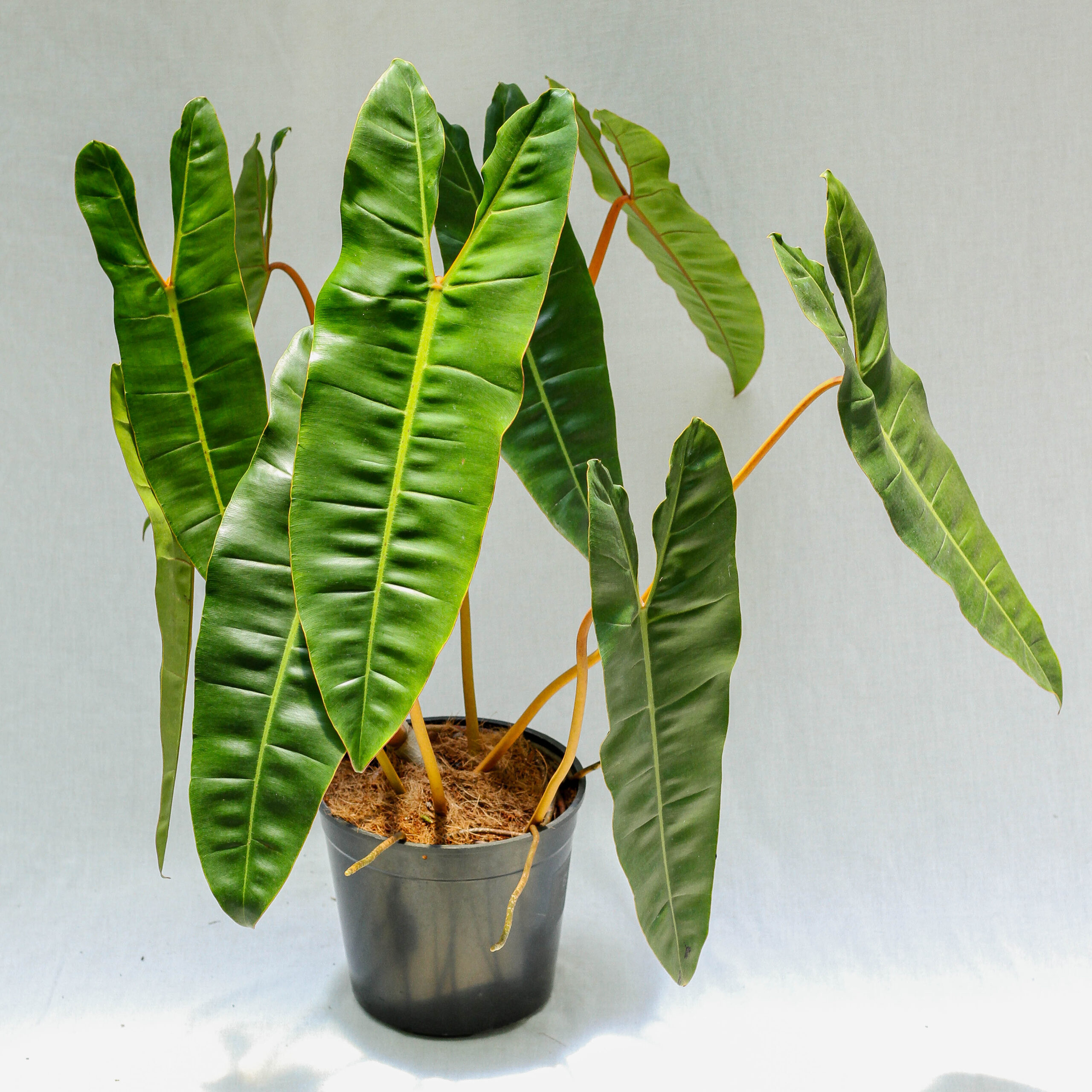 Philodendron Billietiae