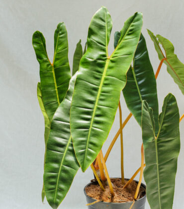 Philodendron Billietiae - Ảnh 4
