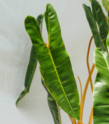 Philodendron Billietiae - Ảnh 3
