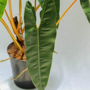 Alternative view of Philodendron Billietiae