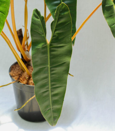 Philodendron Billietiae - Ảnh 2