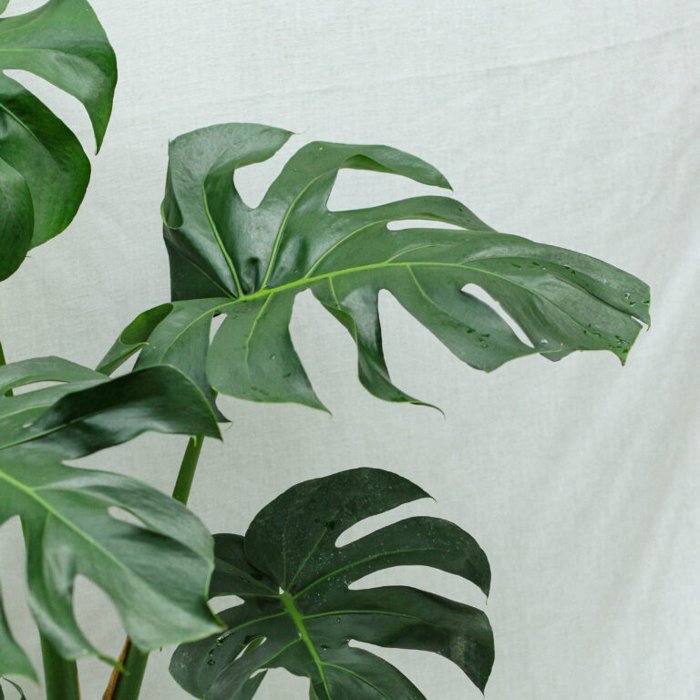 Alternative view of Monstera Deliciosa