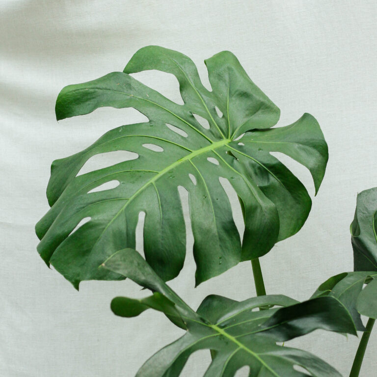 Monstera Deliciosa - Ảnh 3