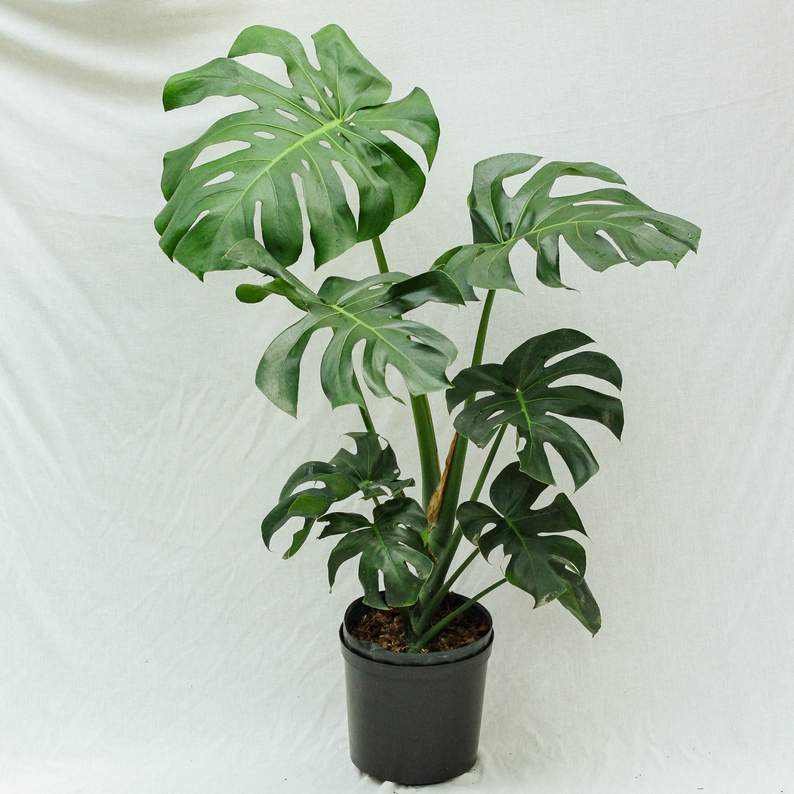 Monstera Deliciosa