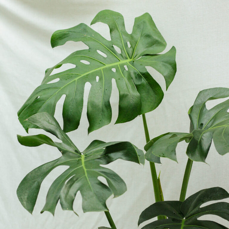Monstera Deliciosa - Ảnh 4