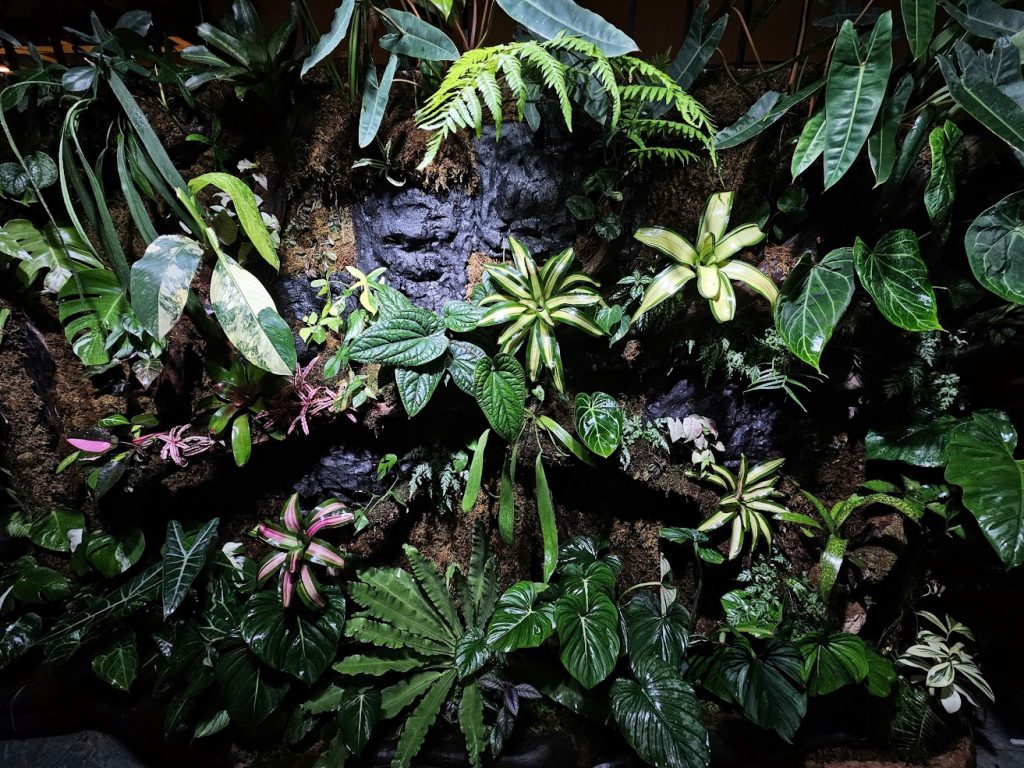 Tường Cây Hà Đông | Không Gian Xanh Bên Hông Nhà Với Lũa – Rêu – Kiểng Lá Cao Cấp