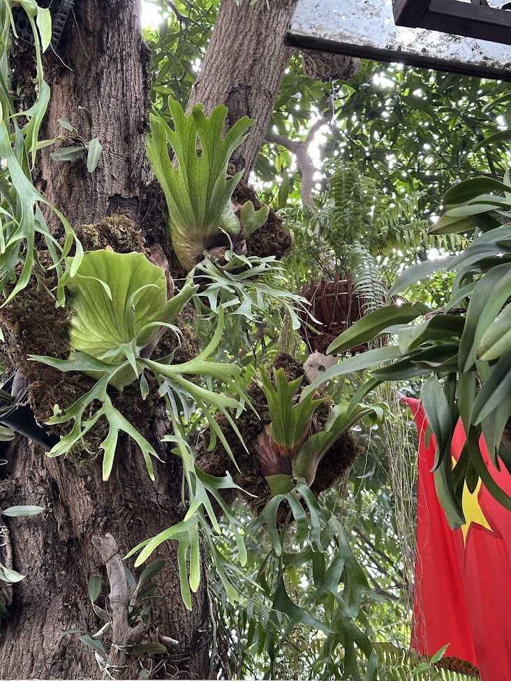 Sân vườn decor ổ rồng – 5 Giải pháp tôn vinh cây cổ thụ trước hiên nhà