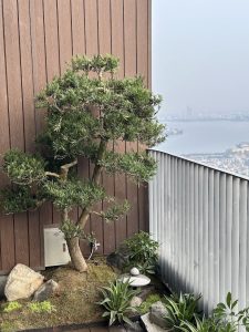 tung-la-han-ban-cong-zen-nhat