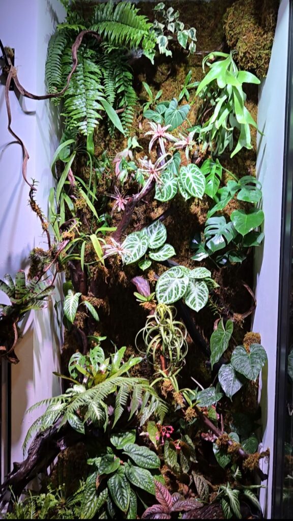 Thiết Kế Tường Cây Tropical Ban Công Nhà Phố Tại Hà Nội Khác Biệt