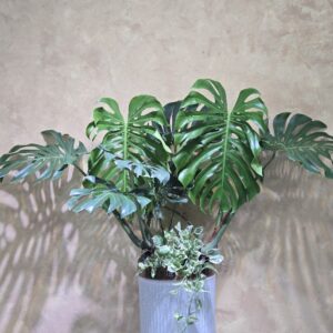 Cây Monstera Deliciosa Chậu Sứ Decor: 3 Ưu Điểm Vượt Trội Cho Không Gian
