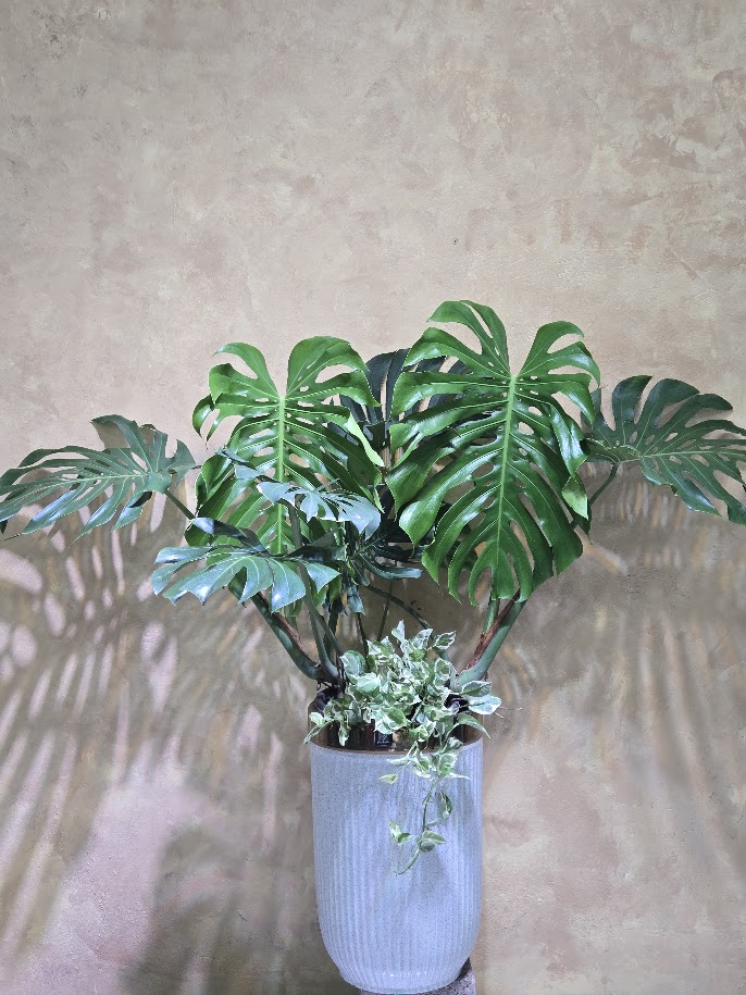 Cây Monstera Deliciosa Chậu Sứ Decor: 3 Ưu Điểm Vượt Trội Cho Không Gian