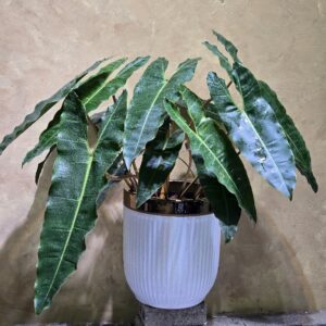 Cây Hạc Cam Nội Thất (Philodendron Billietiae): 3 Điểm Nhấn Đẳng Cấp Biophilic
