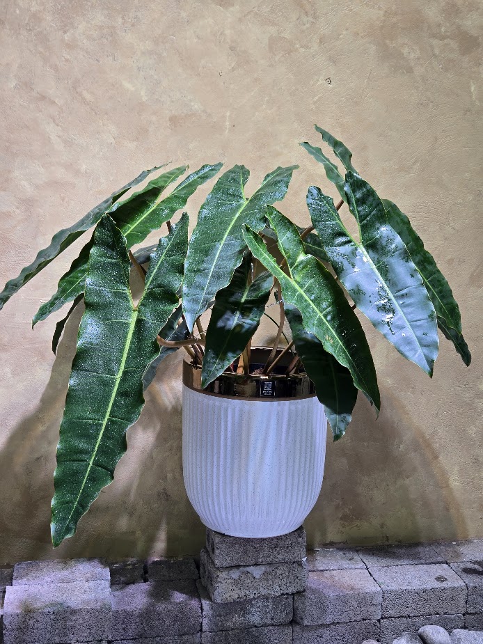 Cây Hạc Cam Nội Thất (Philodendron Billietiae): 3 Điểm Nhấn Đẳng Cấp Biophilic