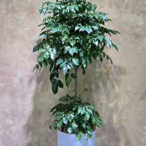 Cây Hạnh Phúc 2 Tầng Nội Thất: 3 Điểm Nhấn Kiến Trúc Xanh Thượng Lưu