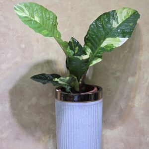 Cây Anthurium Hookeri Var (Hồng Hạc Đột Biến): 3 Điểm Nhấn Decor Đẳng Cấp