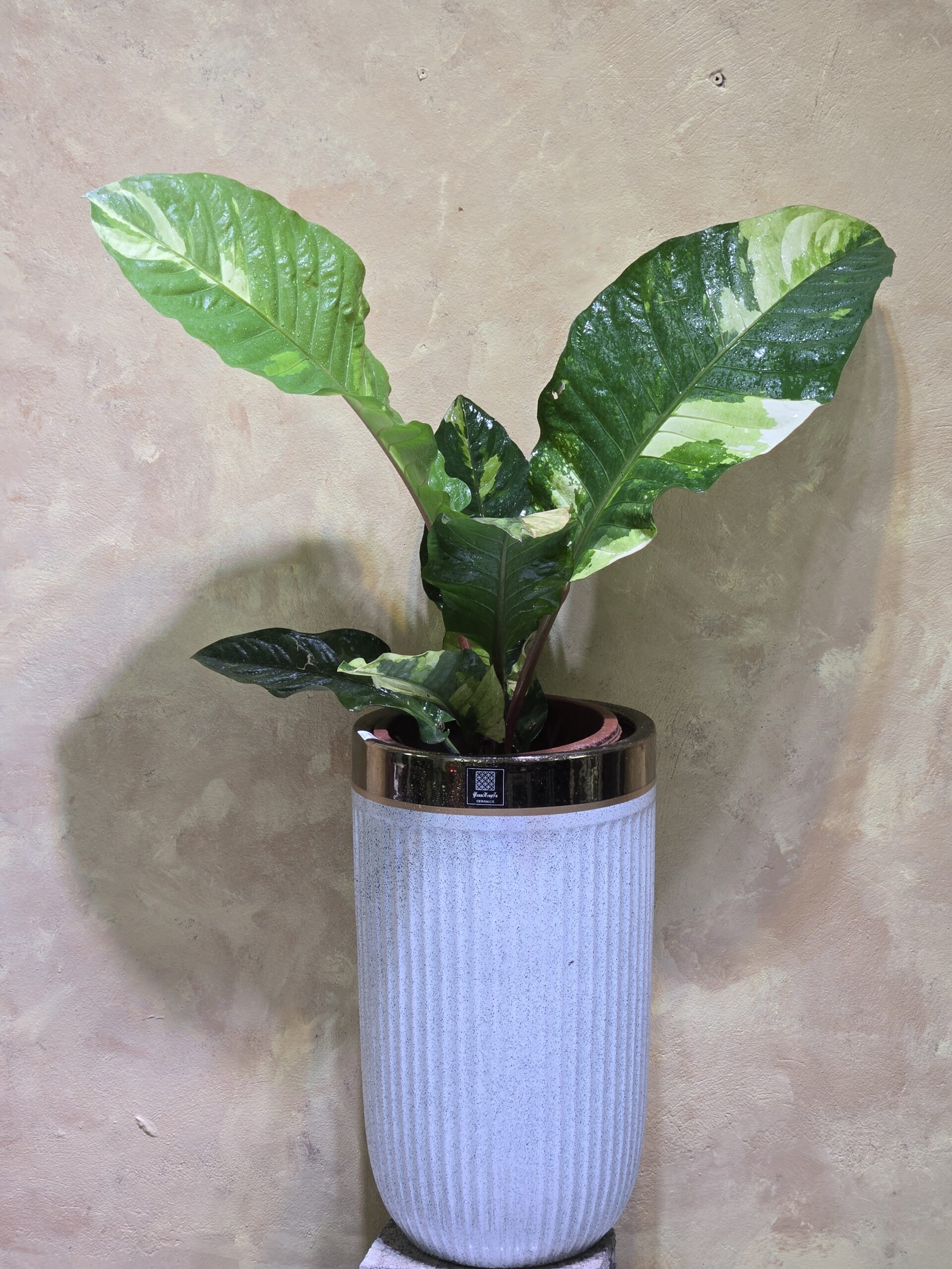 Cây Anthurium Hookeri Var (Hồng Hạc Đột Biến): 3 Điểm Nhấn Decor Đẳng Cấp