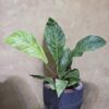 Cây Anthurium Hookeri Var: Đẳng Cấp Hồng Môn Đột Biến