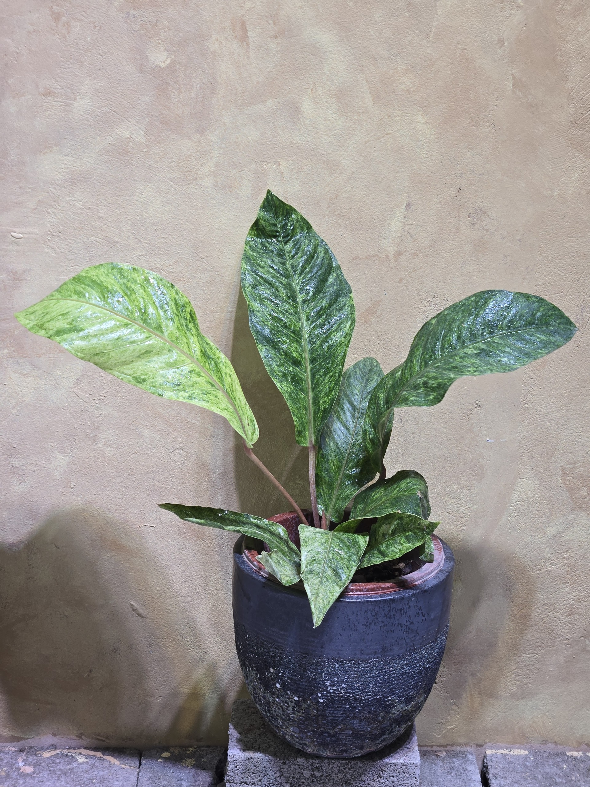 Cây Anthurium Hookeri Var: Đẳng Cấp Hồng Môn Đột Biến