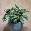 Cây Philodendron Joepii Phòng Khách: 3 Điểm Nhấn Đẳng Cấp