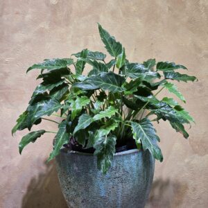 Cây Philodendron Joepii Phòng Khách: 3 Điểm Nhấn Đẳng Cấp