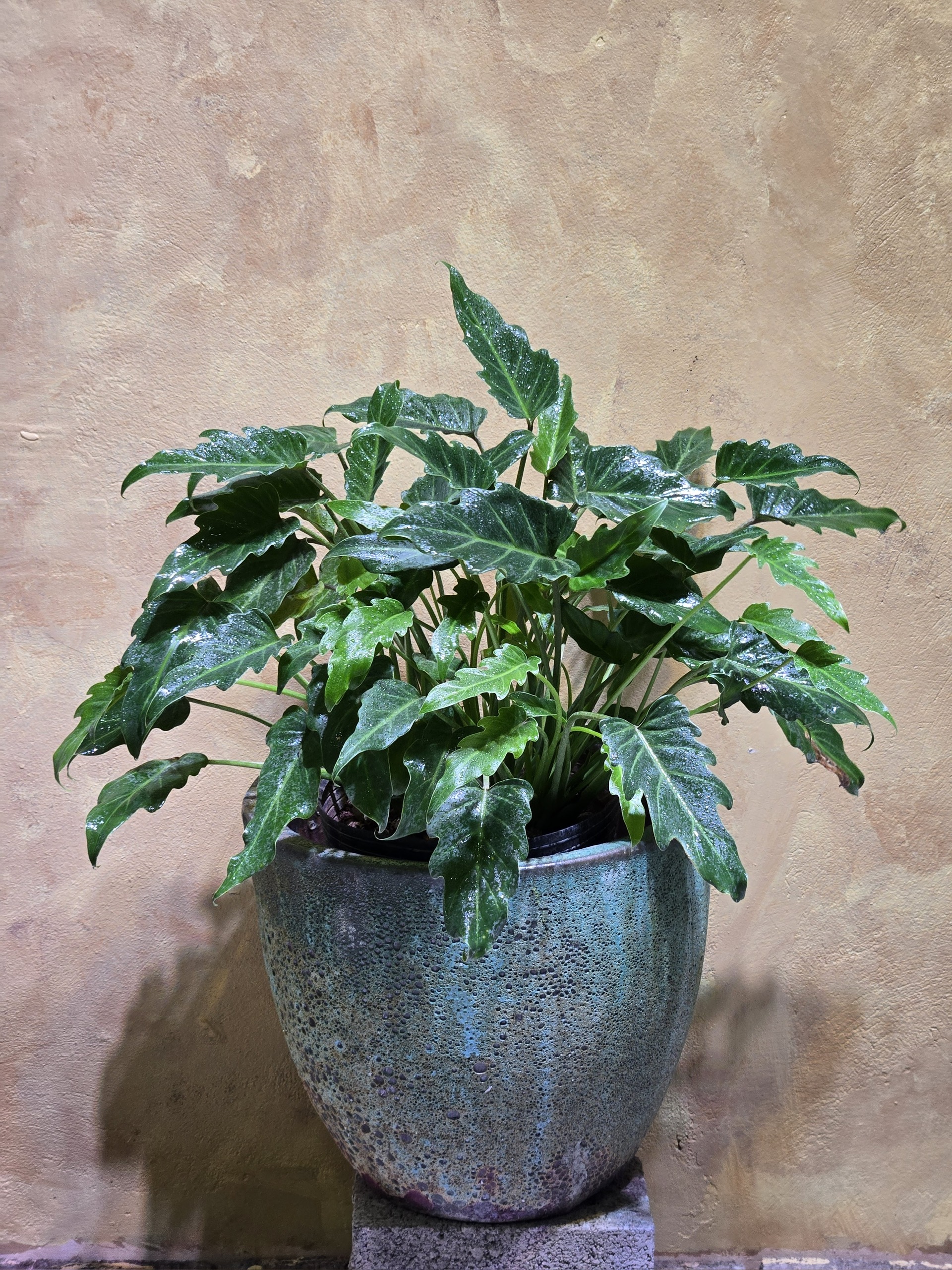 Cây Philodendron Joepii Phòng Khách: 3 Điểm Nhấn Đẳng Cấp