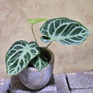 Cây Anthurium Silver Blush: Tác Phẩm Kiểng Lá Nhung Đẳng Cấp