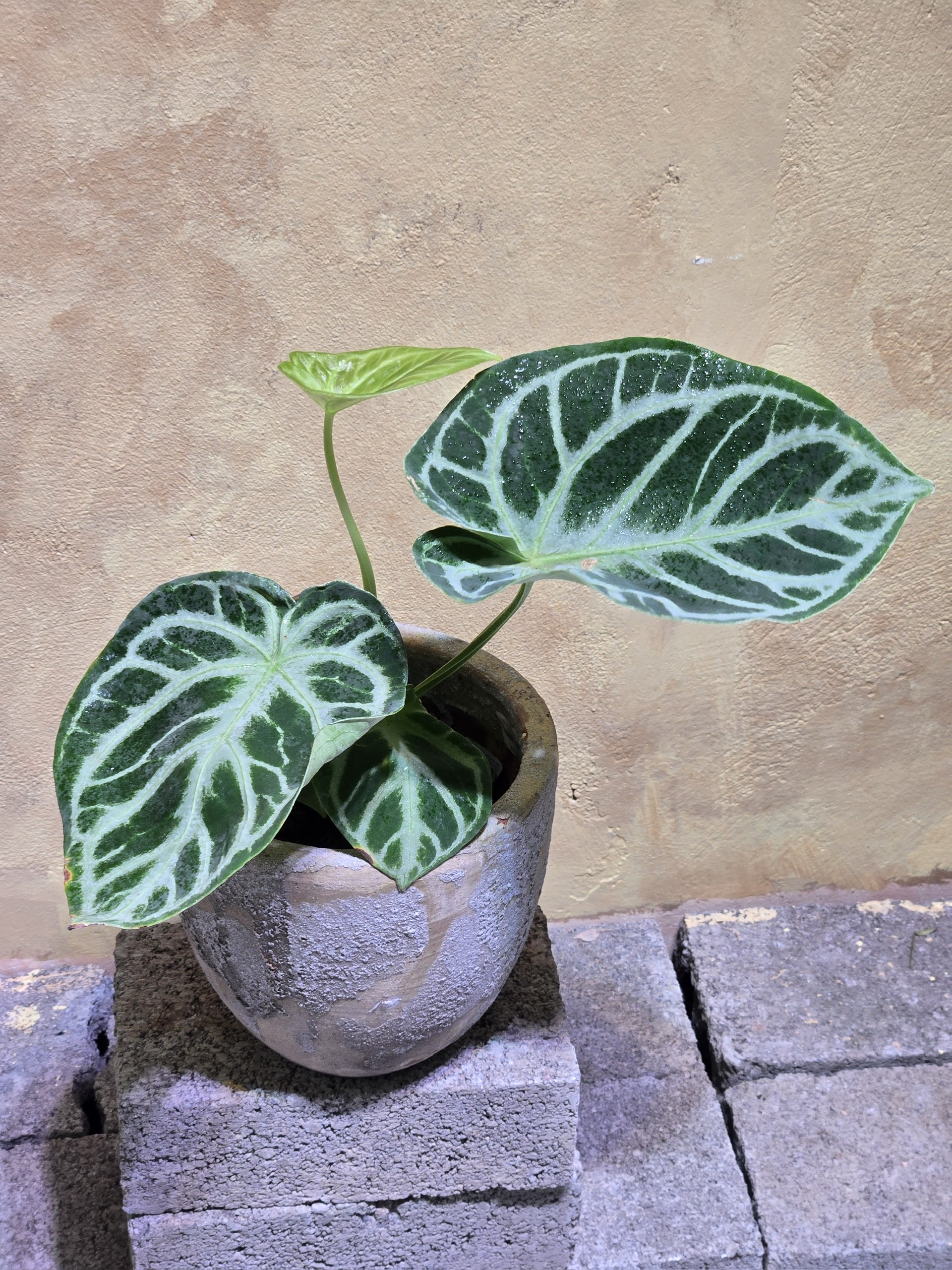 Cây Anthurium Silver Blush: Tác Phẩm Kiểng Lá Nhung Đẳng Cấp