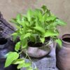 Cây Trầu Bà Vàng Để Bàn: 3 Điểm Nhấn Sáng Bừng Năng Lượng