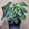 Cây Gloriosum Dark Nhiều Thân Phòng Khách: Bụi Đại Đẳng Cấp