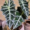 Cây Alocasia Polly Để Bàn: 3 Điểm Nhấn Hình Khối Độc Bản