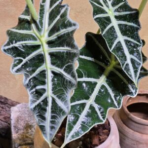 Cây Alocasia Polly Để Bàn: 3 Điểm Nhấn Hình Khối Độc Bản
