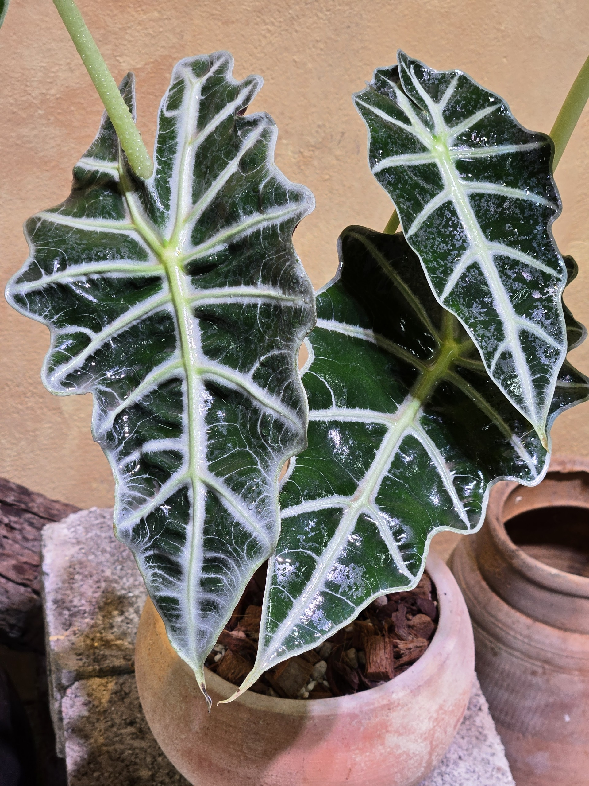 Cây Alocasia Polly Để Bàn: 3 Điểm Nhấn Hình Khối Độc Bản