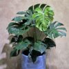 Tác phẩm cây monstera deliciosa nội thất dáng bụi đại lá xẻ xanh mướt phối cùng chậu gốm giả đá decor sang trọng