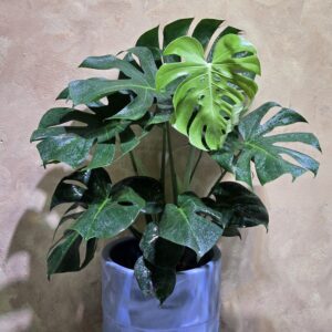 Tác phẩm cây monstera deliciosa nội thất dáng bụi đại lá xẻ xanh mướt phối cùng chậu gốm giả đá decor sang trọng