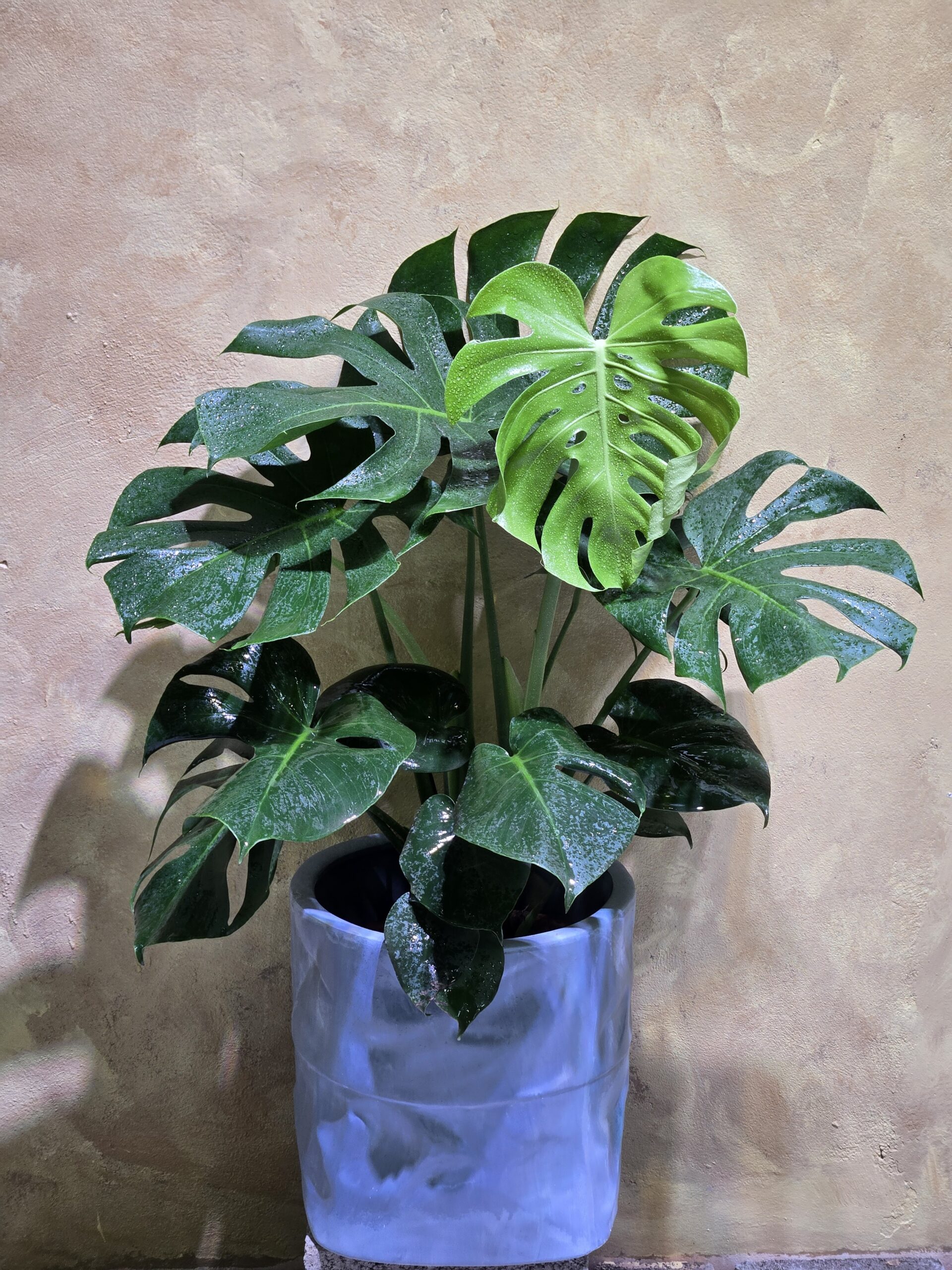 Tác phẩm cây monstera deliciosa nội thất dáng bụi đại lá xẻ xanh mướt phối cùng chậu gốm giả đá decor sang trọng