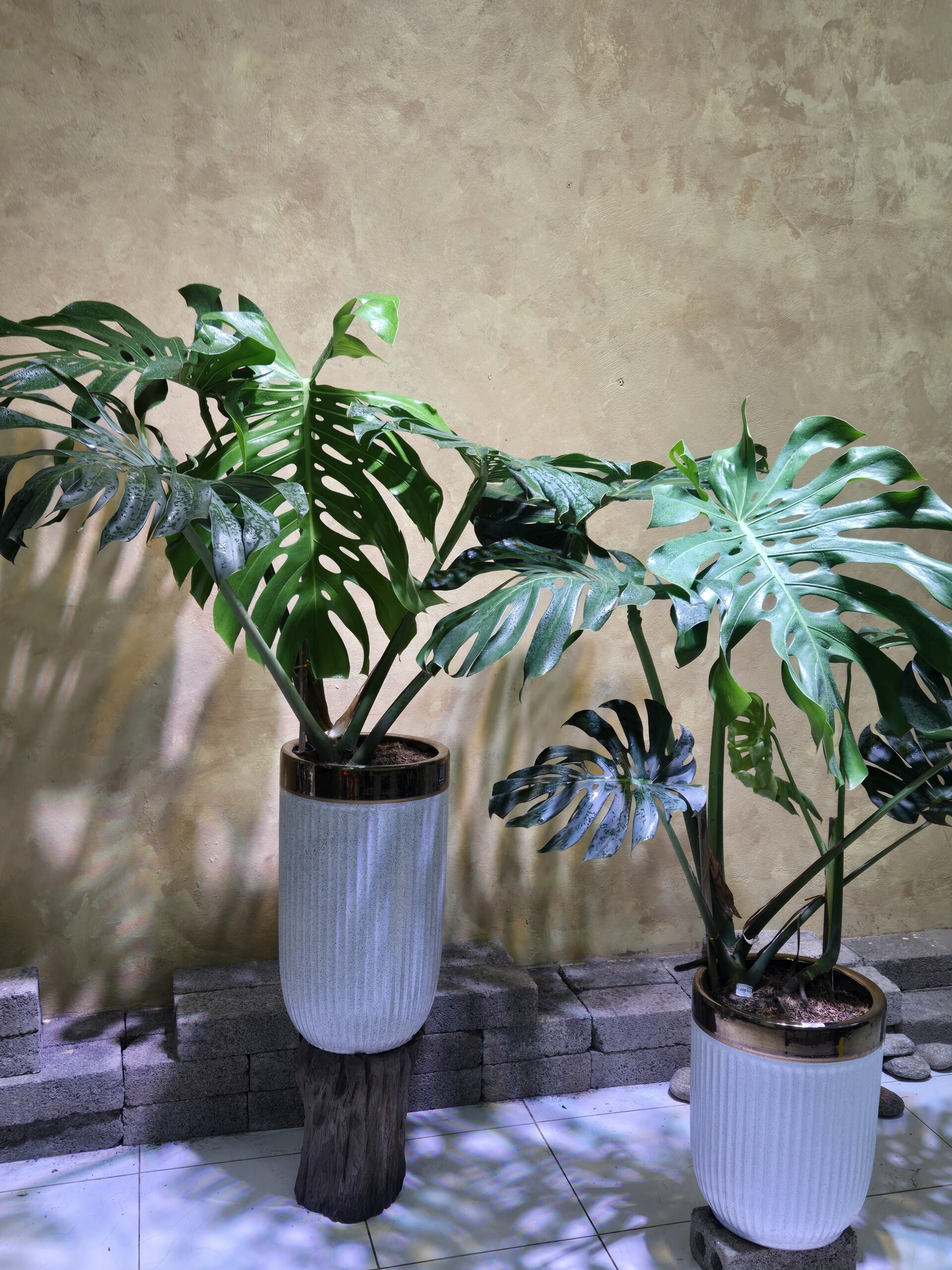 Cây Monstera Deliciosa Nội Thất: 3 Điểm Nhấn Decor Kiến Trúc Biophilic Đẳng Cấp - Ảnh 3