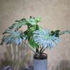 Cây Monstera Deliciosa Nội Thất: 3 Điểm Nhấn Decor