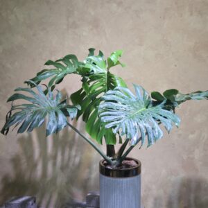 Cây Monstera Deliciosa Nội Thất: 3 Điểm Nhấn Decor