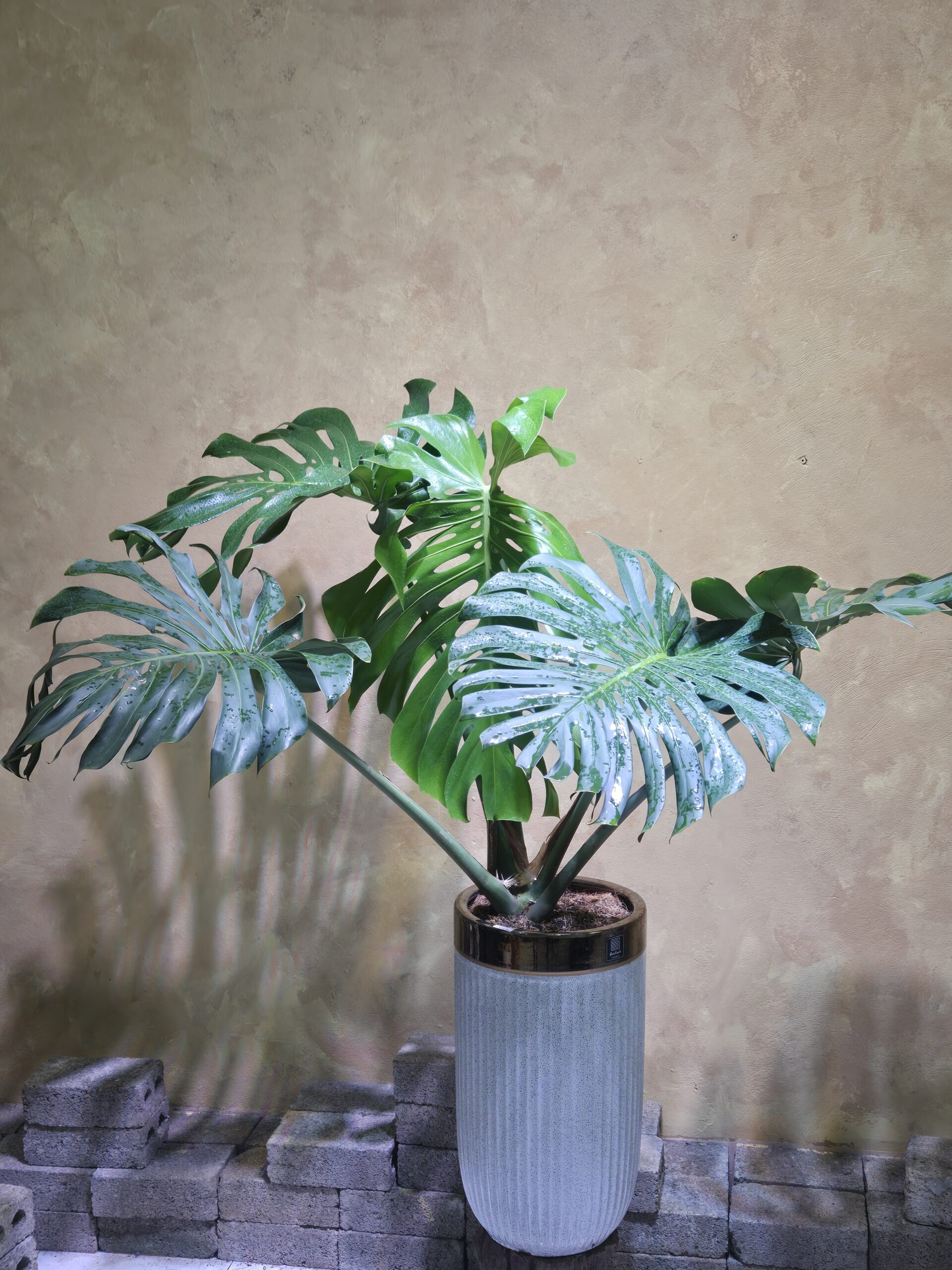 Cây Monstera Deliciosa Nội Thất: 3 Điểm Nhấn Decor