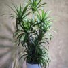 Cây Đại Lộc Nội Thất: 3 Điểm Nhấn Phong Thủy Bề Thế