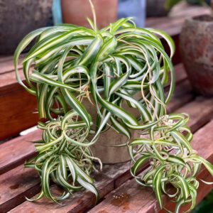 Cây Cỏ Lan Chi Chlorophytum Comosum lá xoăn sọc trắng xanh mọc tỏa rủ nhiều chồi con nhỏ trồng trong chậu đất nung mộc mạc