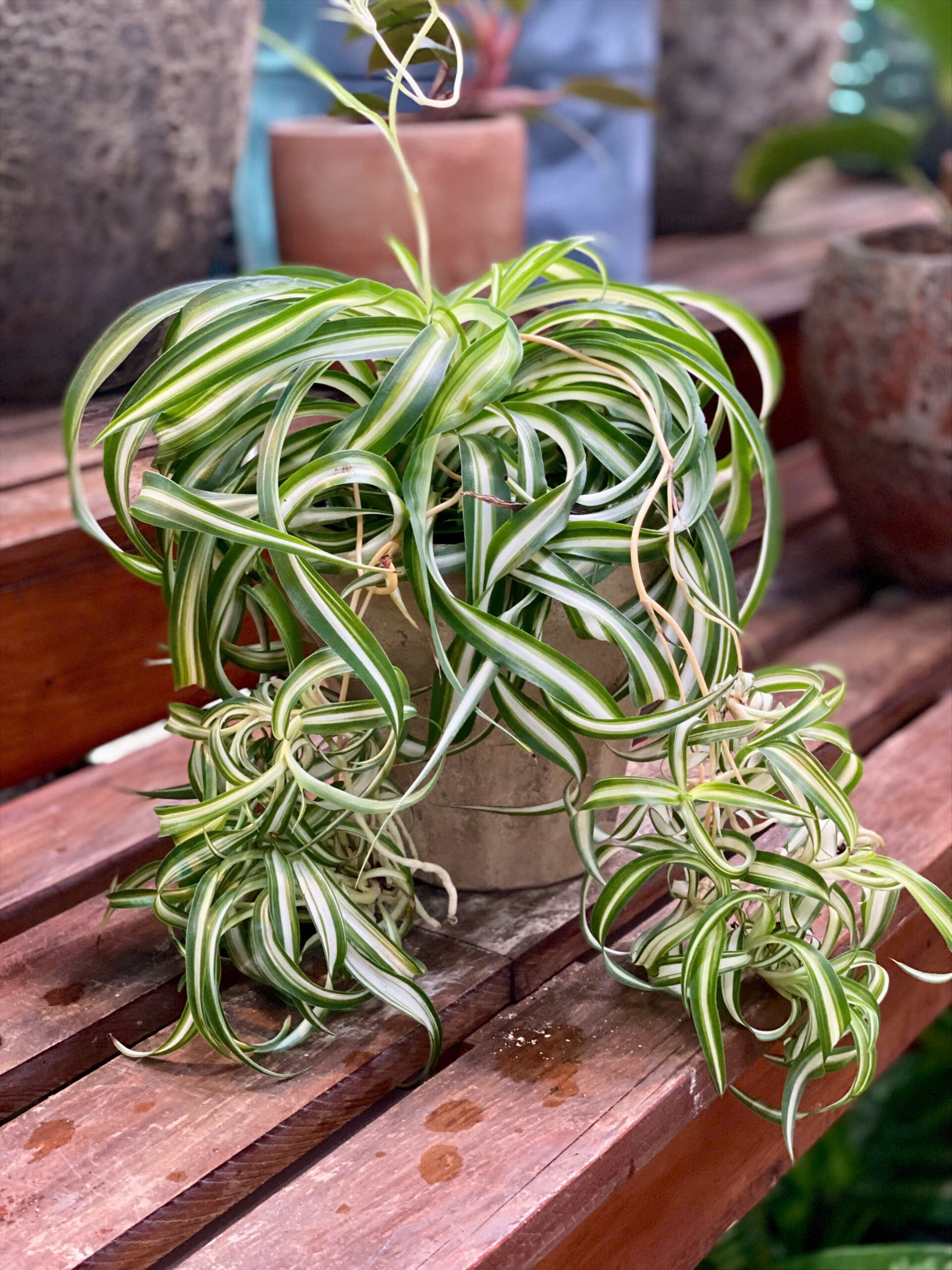 Cây Cỏ Lan Chi Chlorophytum Comosum lá xoăn sọc trắng xanh mọc tỏa rủ nhiều chồi con nhỏ trồng trong chậu đất nung mộc mạc