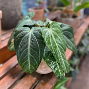 Cây Anthurium Villenaorum lá hình tim xanh thẫm nổi gân trắng bạc sắc nét mọc xòe tán kiêu hãnh trồng trong chậu đất nung màu cam gạch