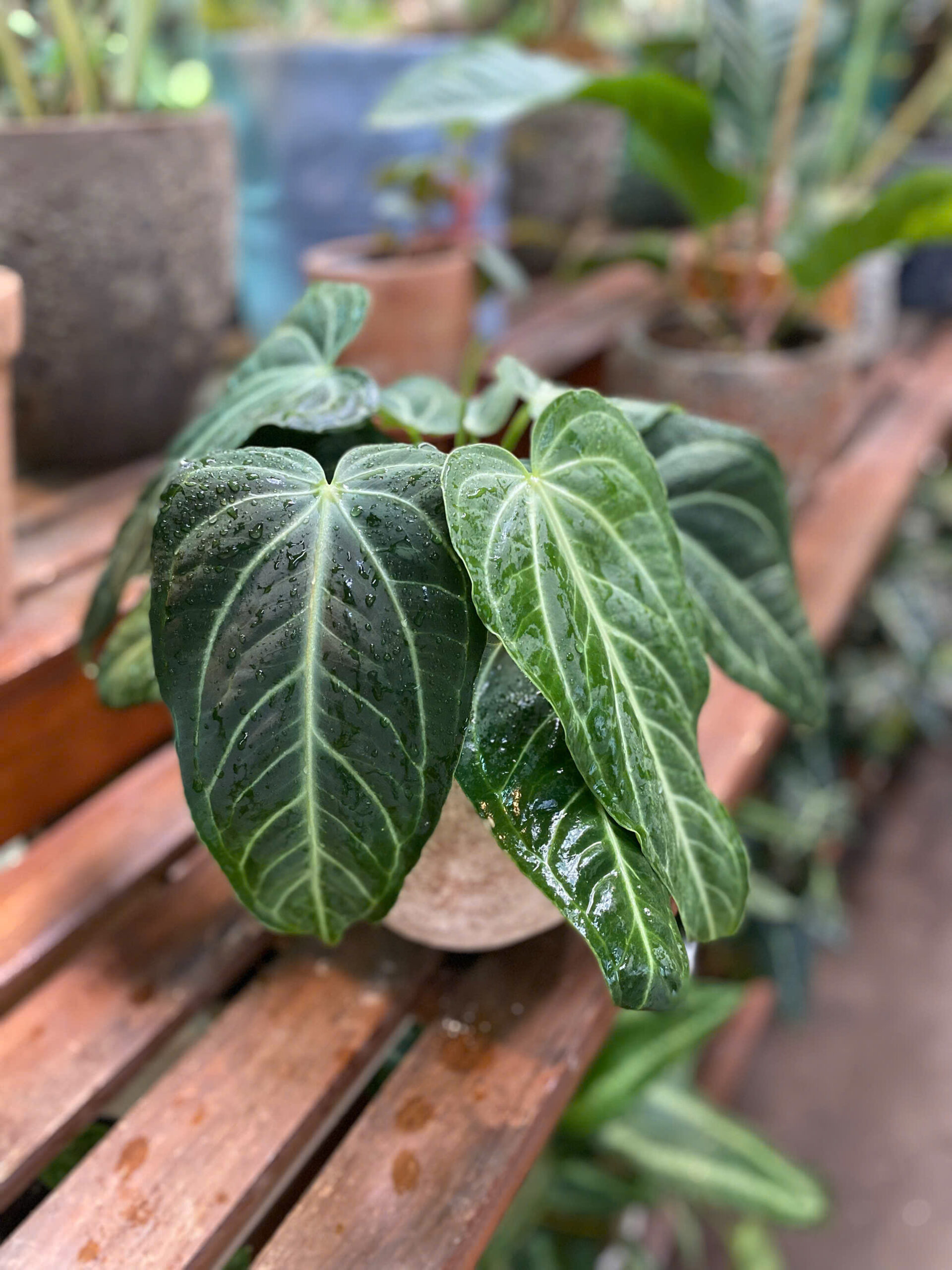 Cây Anthurium Villenaorum lá hình tim xanh thẫm nổi gân trắng bạc sắc nét mọc xòe tán kiêu hãnh trồng trong chậu đất nung màu cam gạch