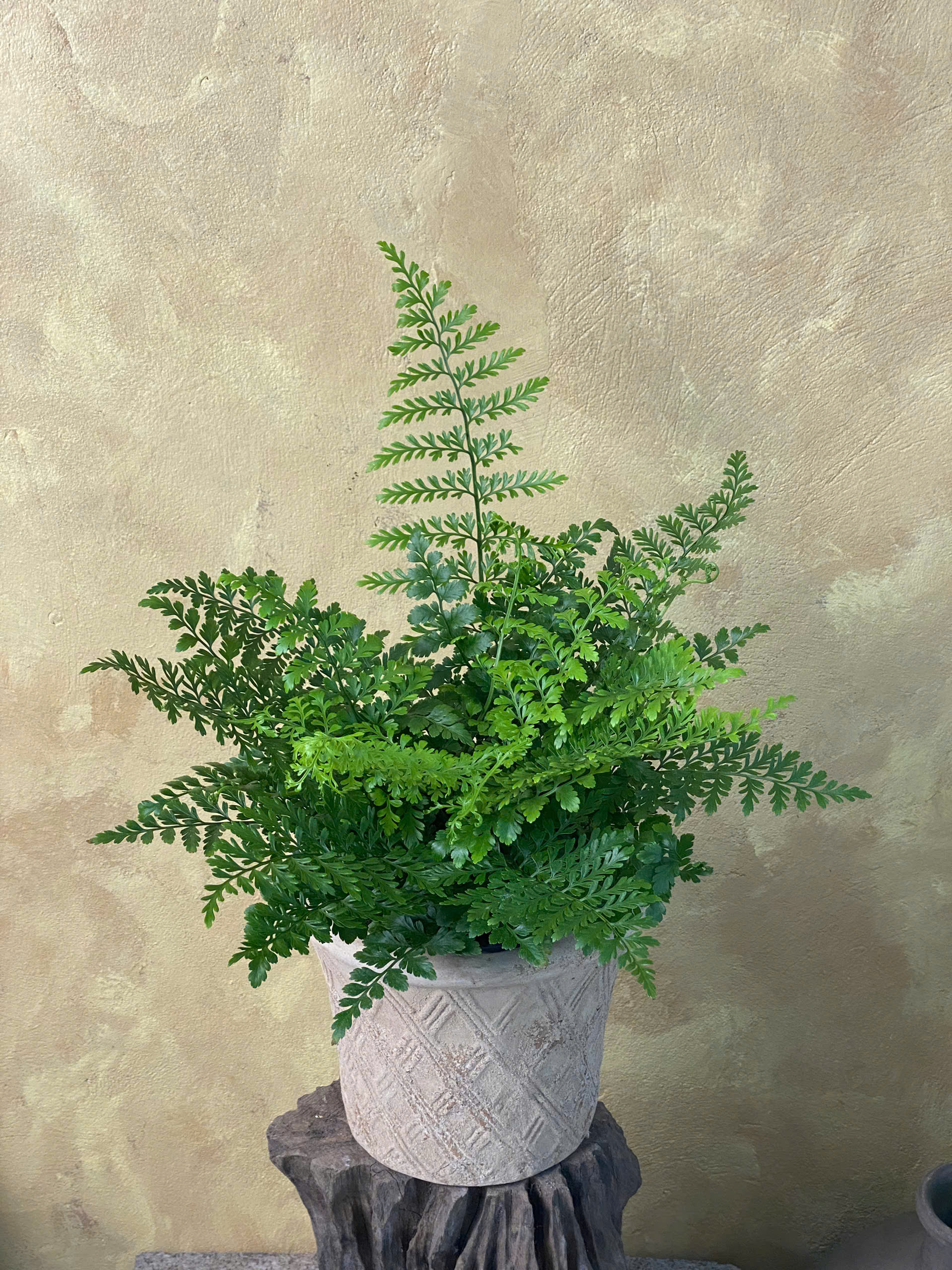 Cây Dương Xỉ Hà Lan Nephrolepis tán đại xòe rộng xanh tươi rực rỡ phối chậu đất nung màu cam mộc mạc