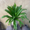 Cây Tổ Quạ Asplenium Nidus lá dài lượn sóng mọc xòe tròn phối chậu đất nung khắc họa tiết màu trắng mộc mạc đặt trên đôn gỗ
