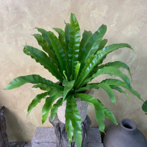 Cây Tổ Quạ Asplenium Nidus lá dài lượn sóng mọc xòe tròn phối chậu đất nung khắc họa tiết màu trắng mộc mạc đặt trên đôn gỗ