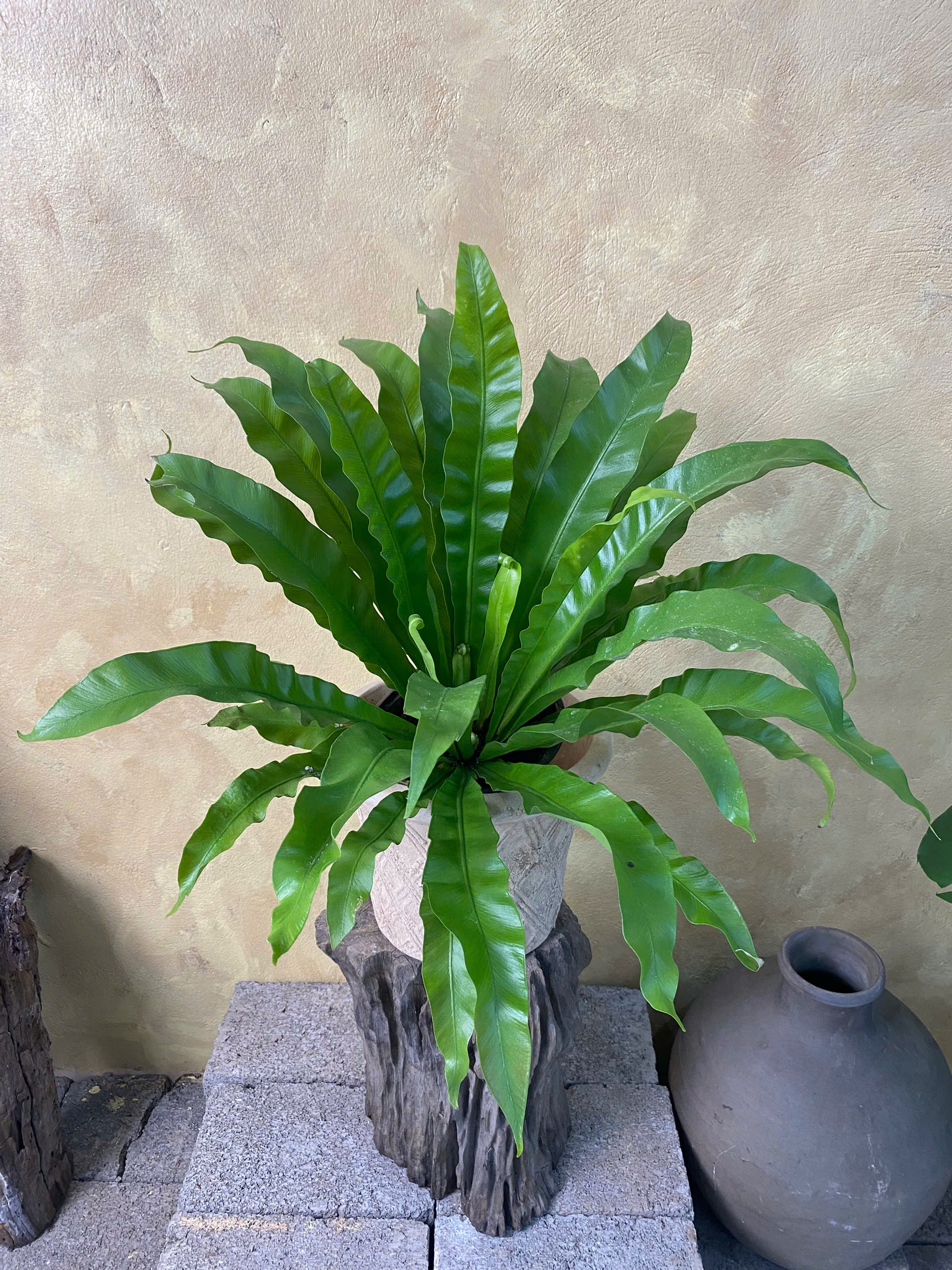 Cây Tổ Quạ Asplenium Nidus lá dài lượn sóng mọc xòe tròn phối chậu đất nung khắc họa tiết màu trắng mộc mạc đặt trên đôn gỗ