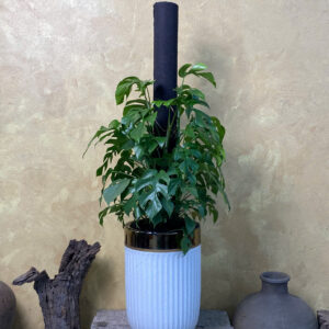 Alternative view of Cây Monstera Mini Leo Trụ Chậu Gốm Sọc Trắng