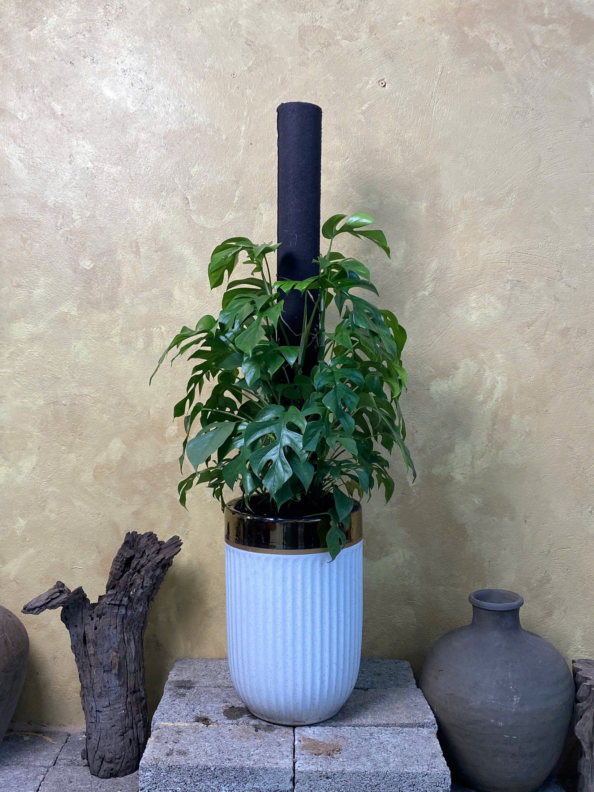 Cây Monstera Mini Leo Trụ Chậu Gốm Sọc Trắng - Ảnh 2